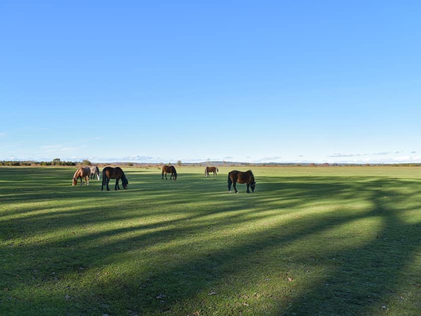 New Forest