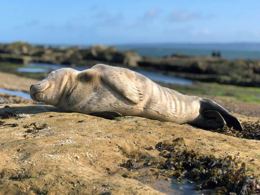 Local wildlife | Number Five, Filey