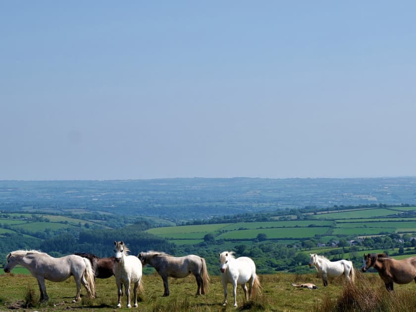 Welsh Mountain Ponies  | The Cart Shed - Longlands Farm Cottages, Haverfordwest, near Narberth