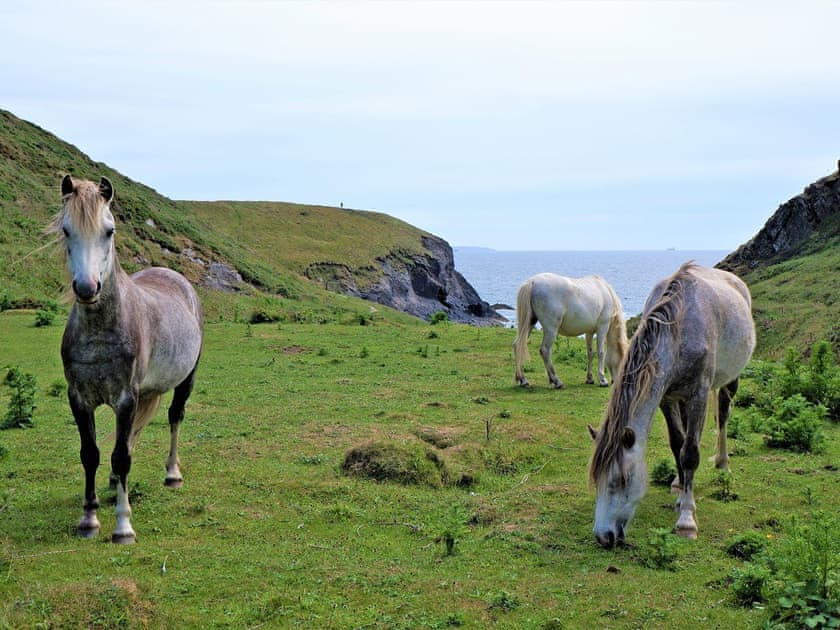 Surrounding area | The Corn Loft - Longlands Farm Cottages, Haverfordwest, near Narberth