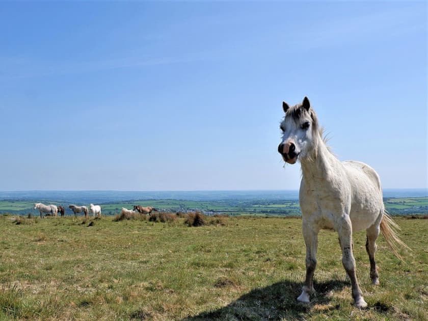 Surrounding area | The Corn Loft - Longlands Farm Cottages, Haverfordwest, near Narberth