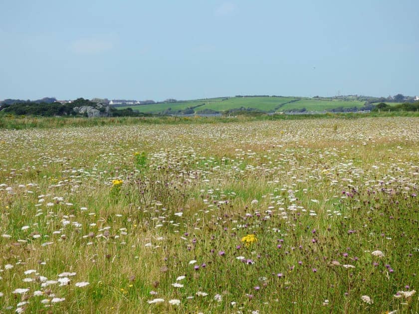 Wildflower meadow at Cerrig Cottages | Lapwing Cottage, Curlew Cottage - Cerrig Cottages, Caergeiliog, near Rhosneigr