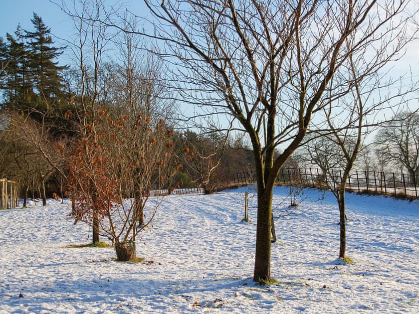 View | The Tranquil Orchard - Woodpecker Lodge - The Tranquil Orchard , Brocklehirst, near Dumfries