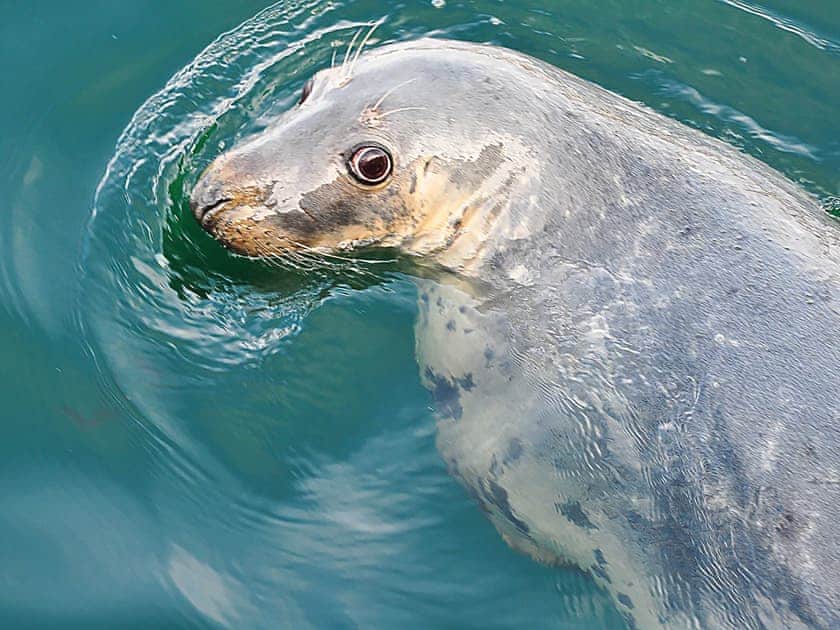 Ideally located for wildlife enthusiasts | Allt-Nan-Ros Apartments, Onich, near Fort William