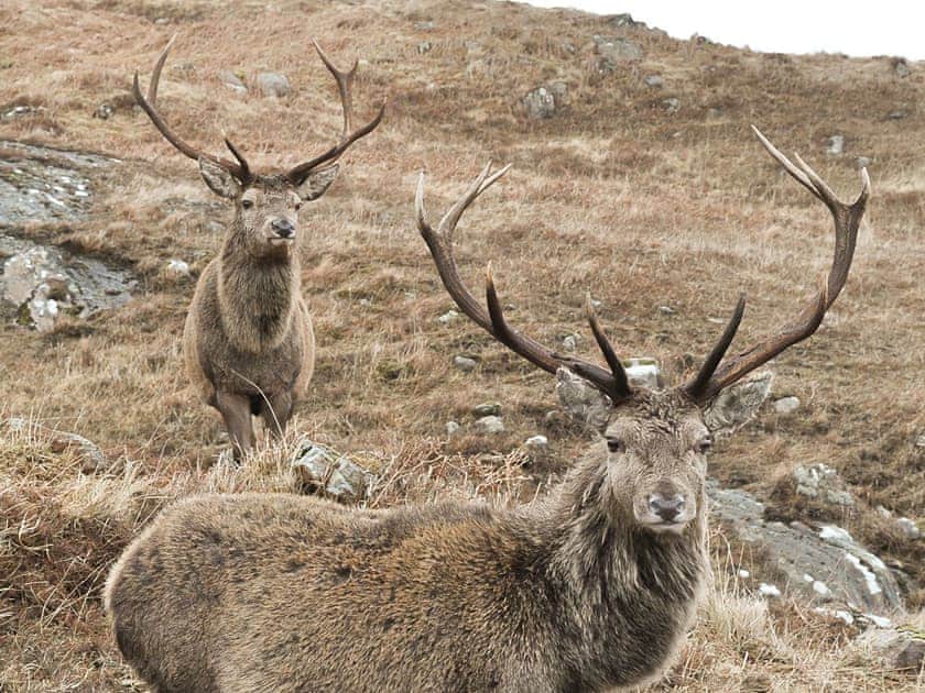 Ideally located for wildlife enthusiasts | Allt-Nan-Ros Apartments, Onich, near Fort William