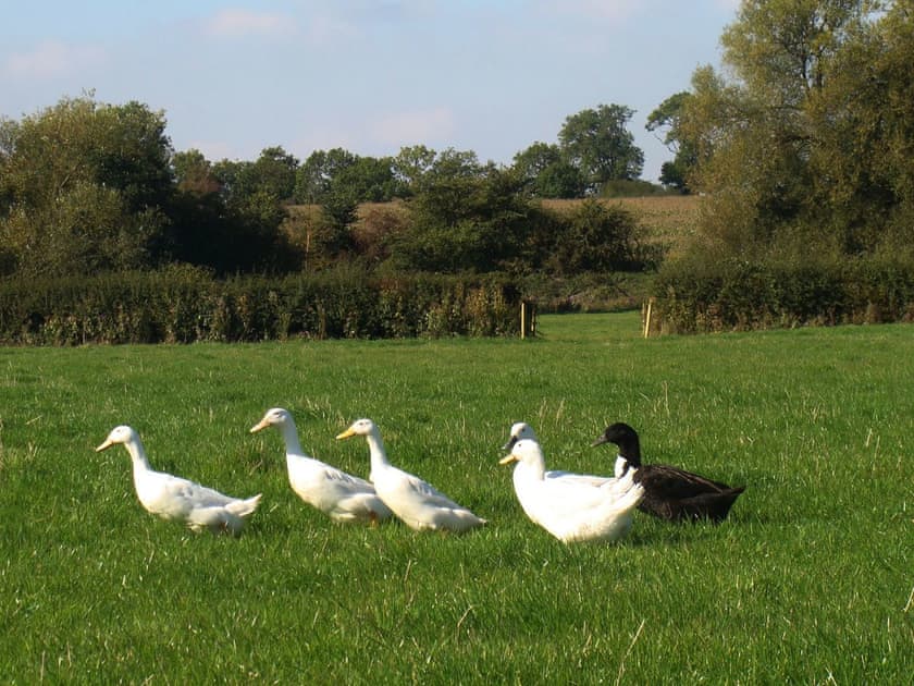 Lovely rural surroundings | Manor Farm Cottage, Hampton in Arden