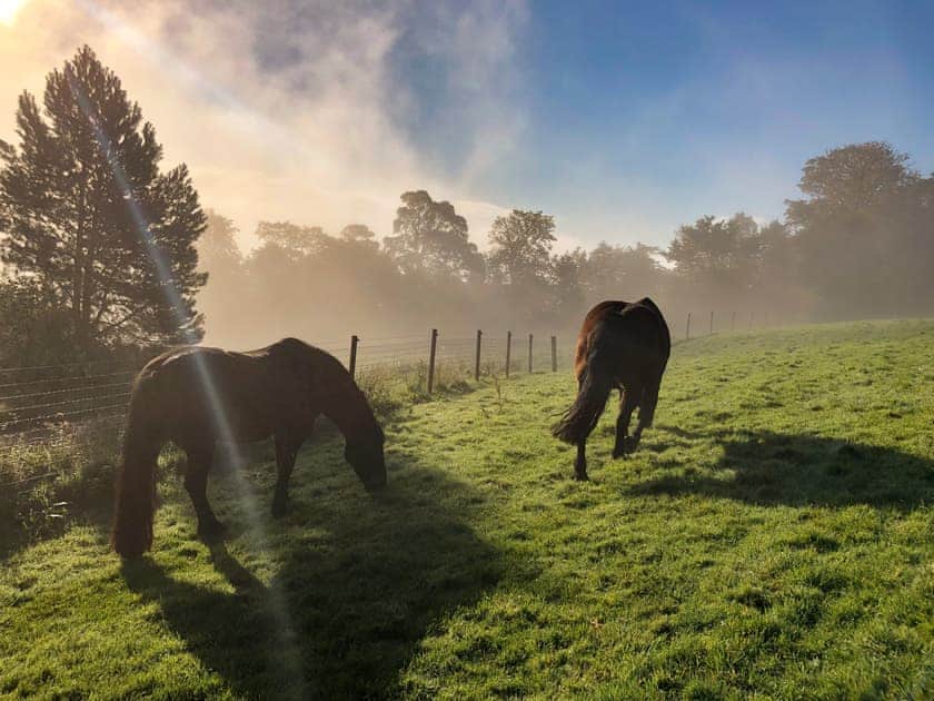 Our horses enjoying a beautiful hazy morning | Willow Cottage at Naze Farm, Sycamore Cottage at Naze Farm - Naze Farm, Chinley