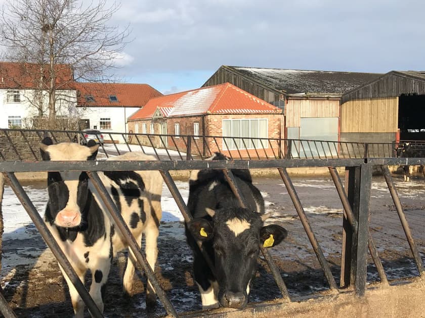 Around the farm | Calf House Cottage, Sedgefield