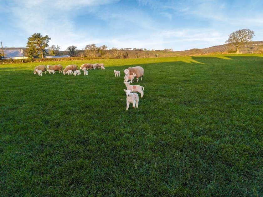 Surrounding area | Scarlett Lodge, Dolwen, near Abergele