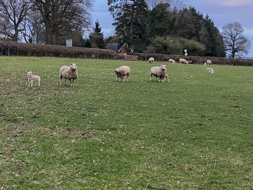 Surrounding area | Boyne Arms Cottage, Burwarton, near Bridgnorth