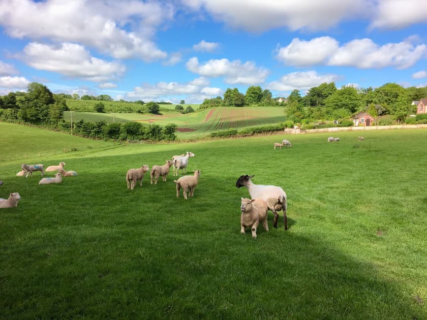 View from the Veranda | Coachmans Close, Milverton, near Taunton