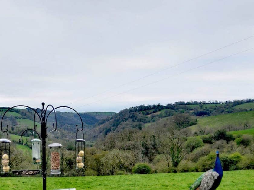 Surrounding area | Starlight, Moonlight, Shooting Star - Talog Country Retreat, Talog