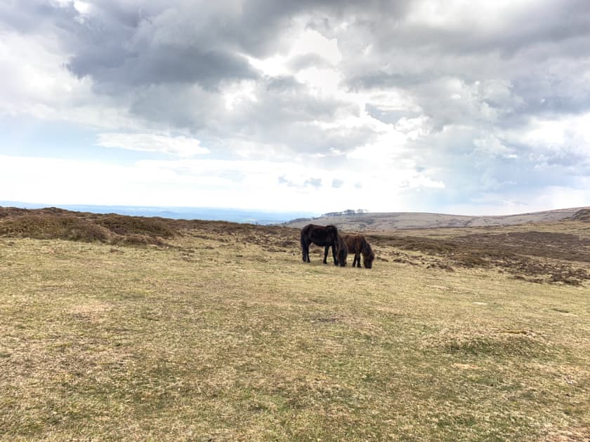 Dartmoor