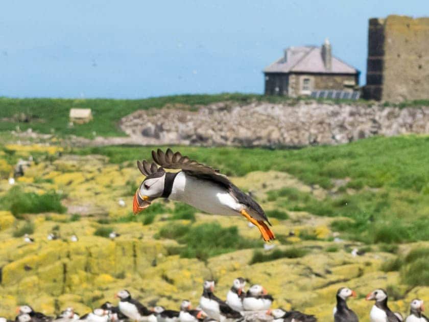 Surrounding area | Noble Nook, Seahouses