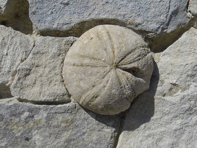 Local fossil examples embedded inthe stone walls | Fossils’ End, Chickerell, near Weymouth
