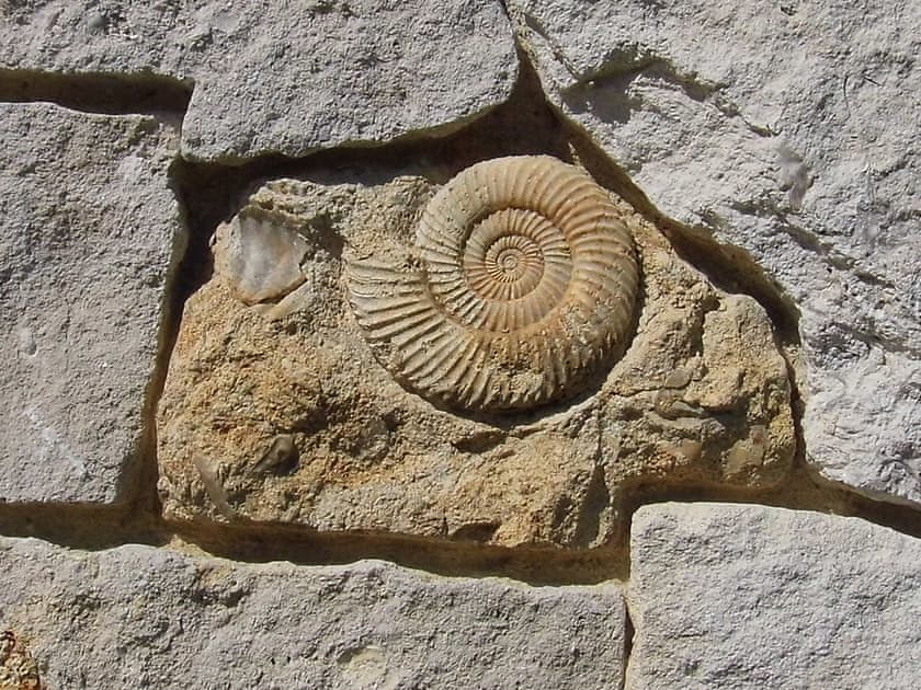 Local fossil examples embedded inthe stone walls | Fossils’ End, Chickerell, near Weymouth