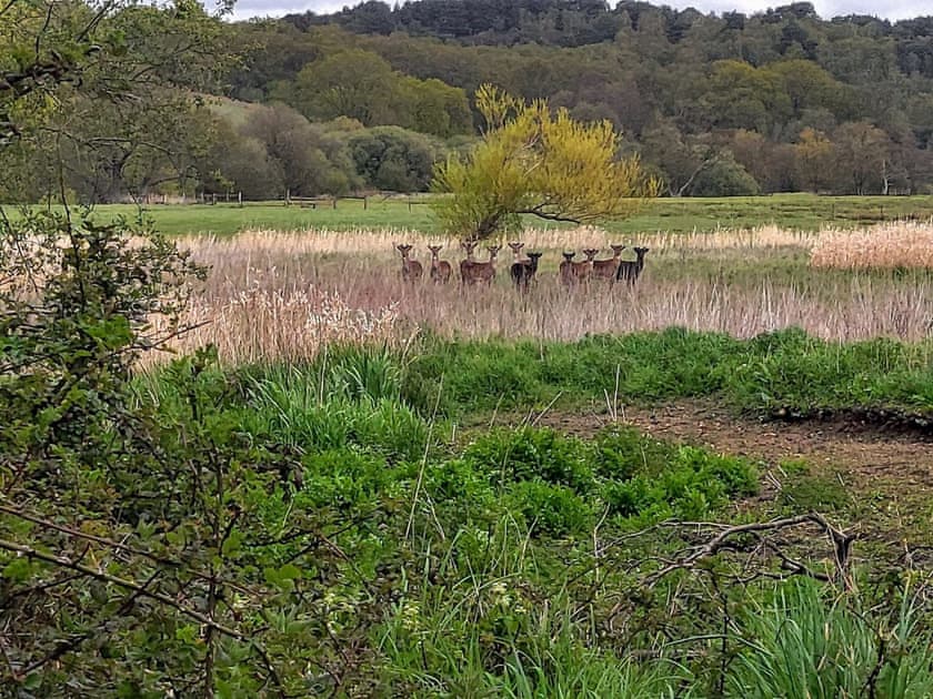 Surrounding area | The Little Cottage, Fittleworth, near Chichester