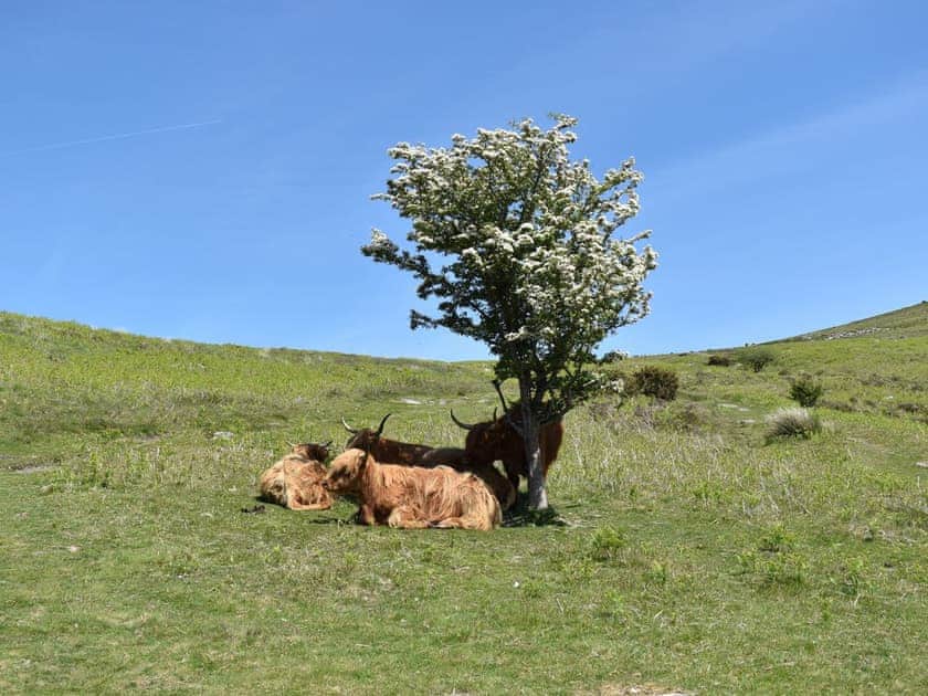 Surrounding area | Beech Tree Cottage at Blackaton Manor Farm, Widecombe-in-the-Moor
