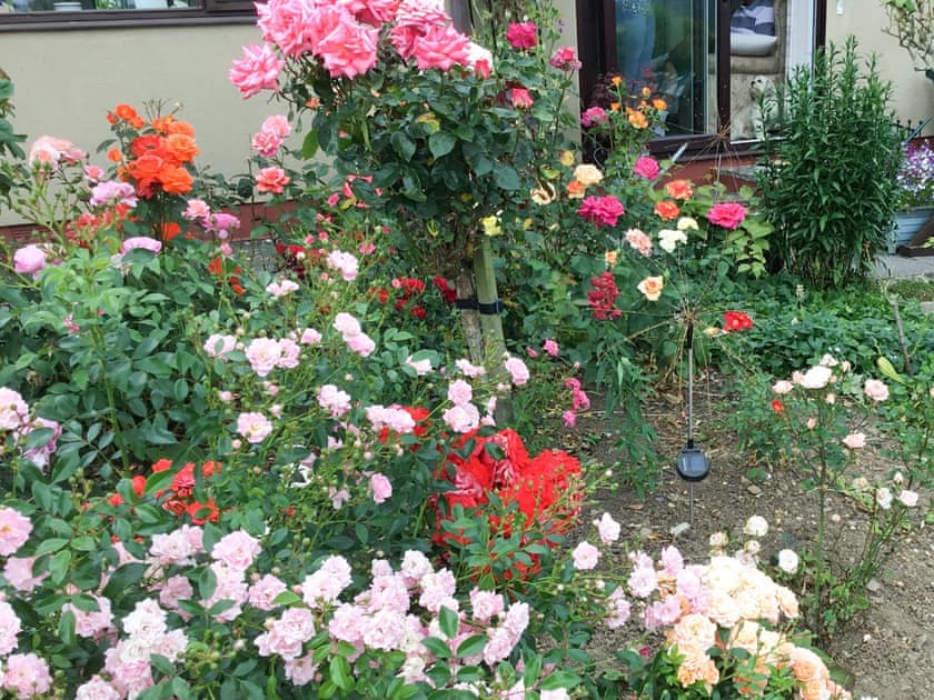 Abundant garden | Rose Cottage, Cheriton Bishop, near Exeter
