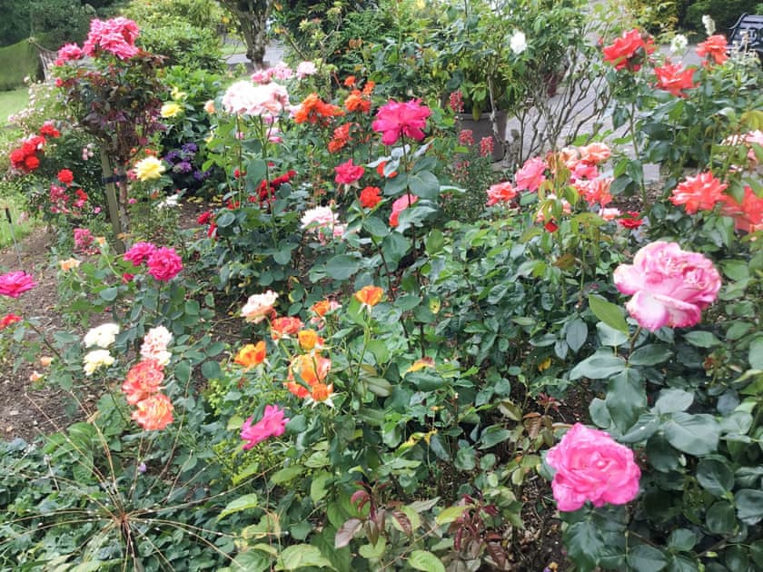 Abundant garden | Rose Cottage, Cheriton Bishop, near Exeter