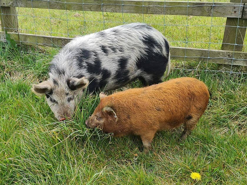Branson and Pickel family pets | Miners Meadow, Wheatley Hill, Durham