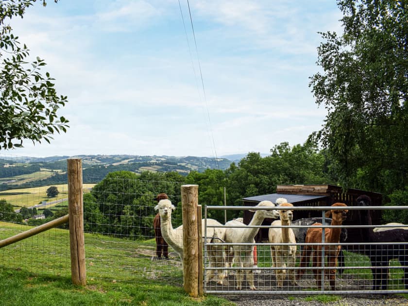 Surrounding area | Moonlight View - Hightimbers Holiday Lets, Newtown