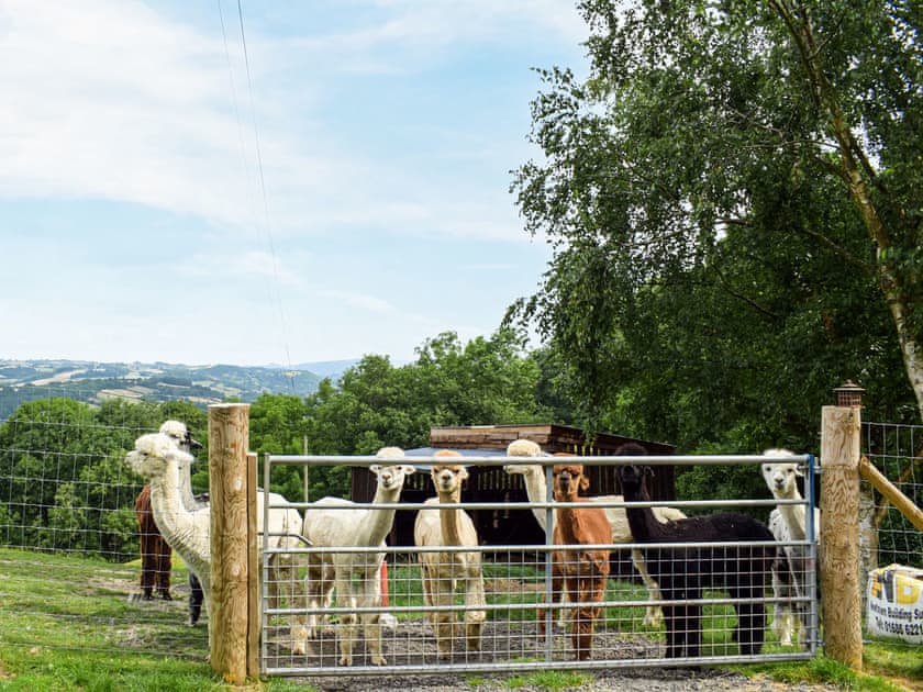 Surrounding area | Alpaca Hideaway - Hightimbers Holiday Lets, Newtown