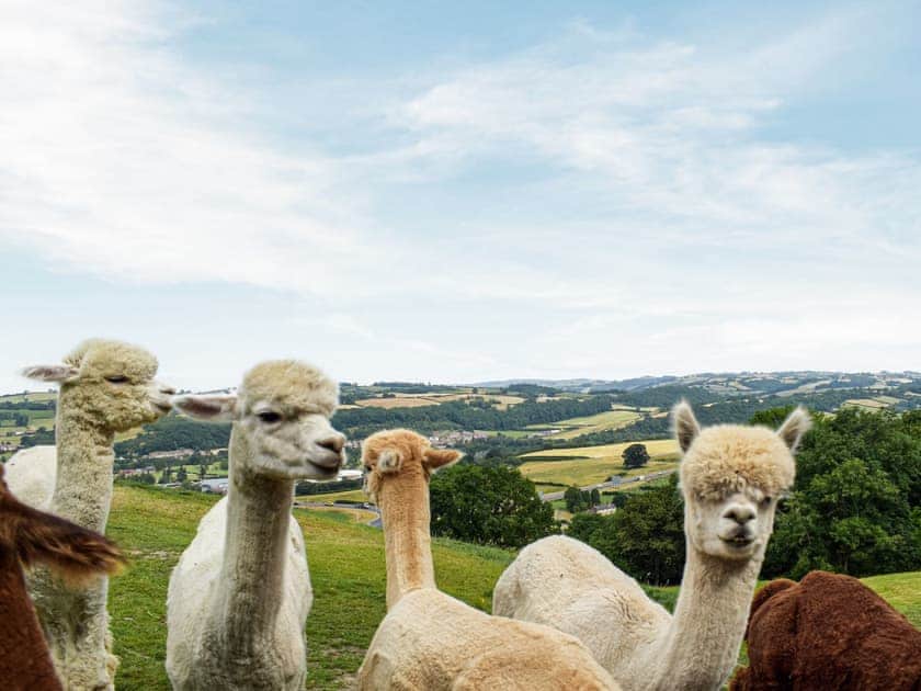 Surrounding area | Alpaca Hideaway - Hightimbers Holiday Lets, Newtown