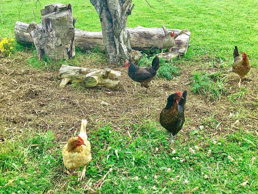 Fresh eggs for breakfast | Miners Meadow, Wheatley Hill, Durham