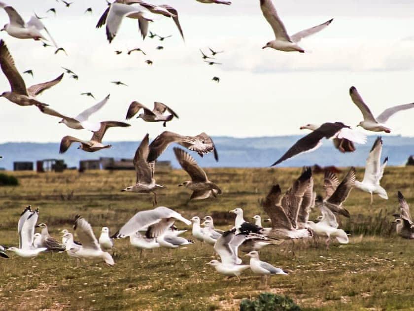Gulls in Dungeness | Saltmarsh Cottage, Camber