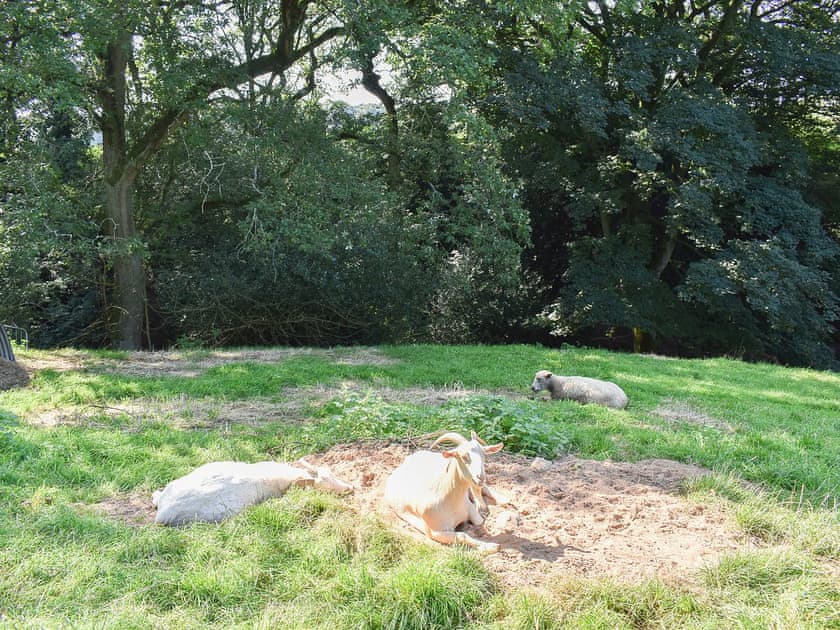 Garden and grounds | Drumble Lodge, Newbold Astbury, Congleton