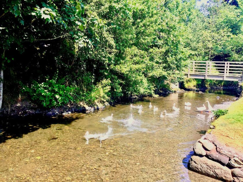 The famous Halls Beck ducks. Surrounding area  | Apple Tree Cottage, Bassenthwaite, near Keswick