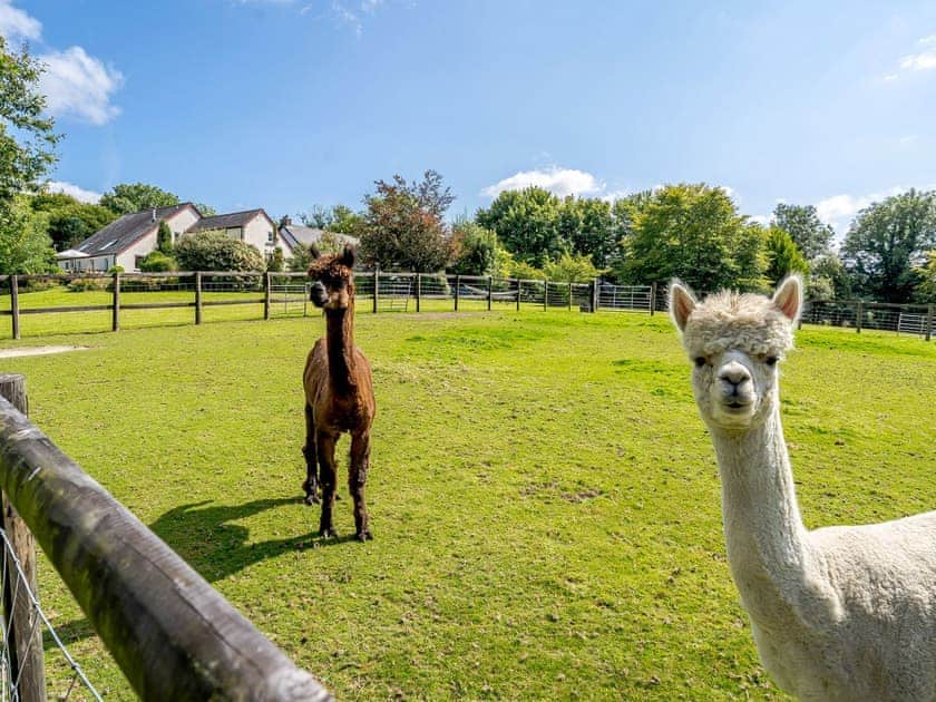 Garden and grounds | Wellstone Cottages, Llanfyrnach