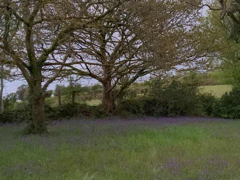 Local Bluebell meadow | Ty Howton, Craig-Cefn-Parc, near Clydach