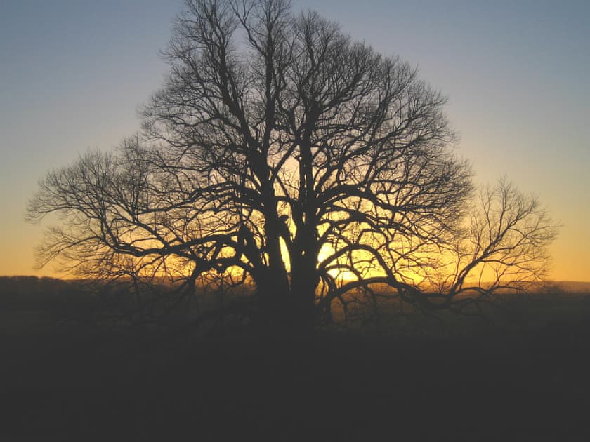 Sunset view from the house featuring the ancient lime tree  | Whitehall Pele Tower, Mealsgate