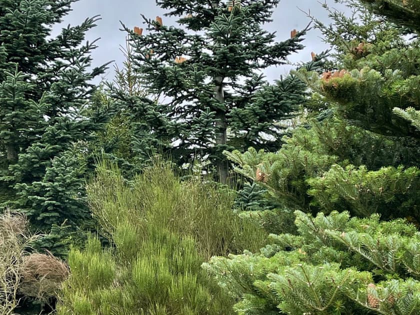 Garden and grounds | Drummond Neuk, Loch Flemington