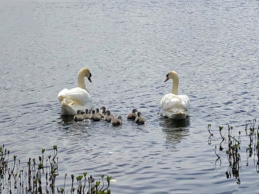 Surrounding area | Drummond Neuk, Loch Flemington