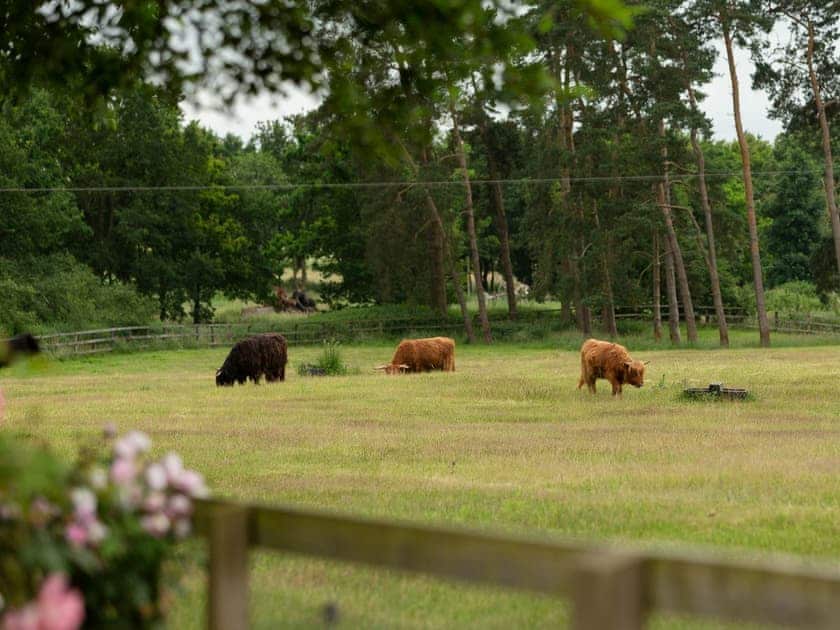 View | Covert Cottage, Diss