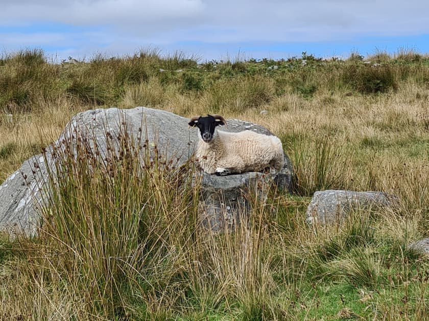 Surrounding area | Shepherd’s Cottage, Longframlington