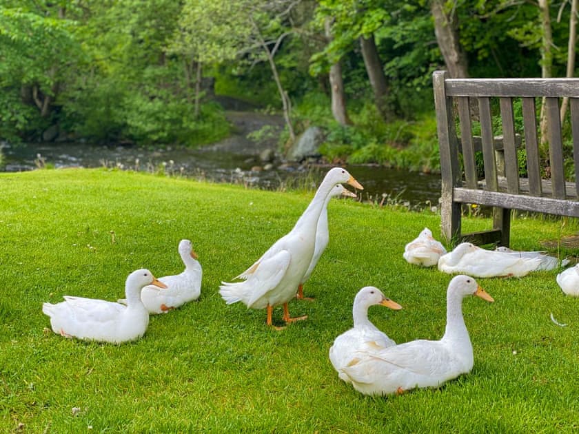 Puddle ducks who live on the stream near the cottage | Brook House 2 - Brook House Co, Bassenthwaite