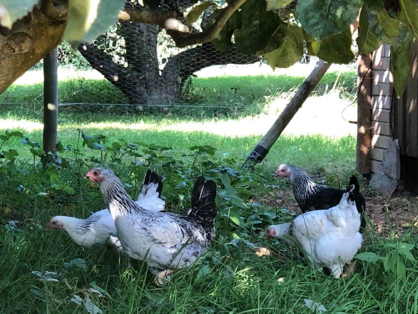 Garden and grounds | The Hen House, Goodwood