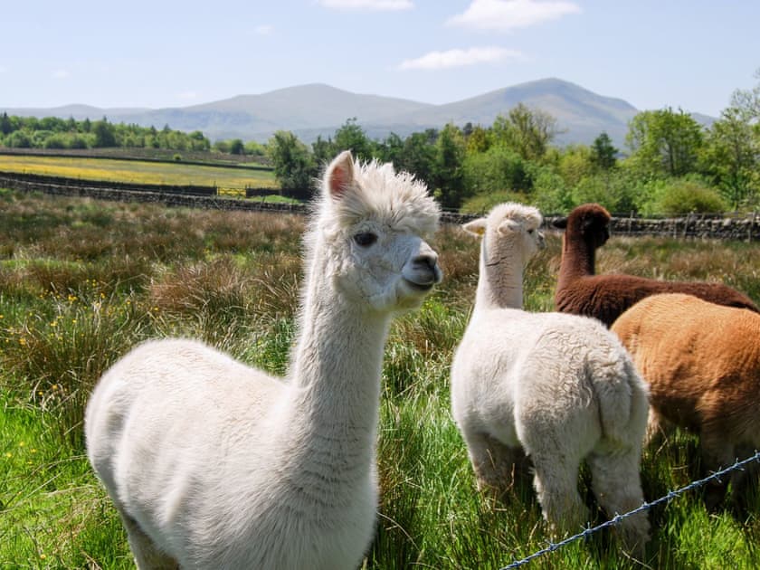 Surrounding area | Blencathra - Blakebeck Farm, Mungrisdale, near Threlkeld