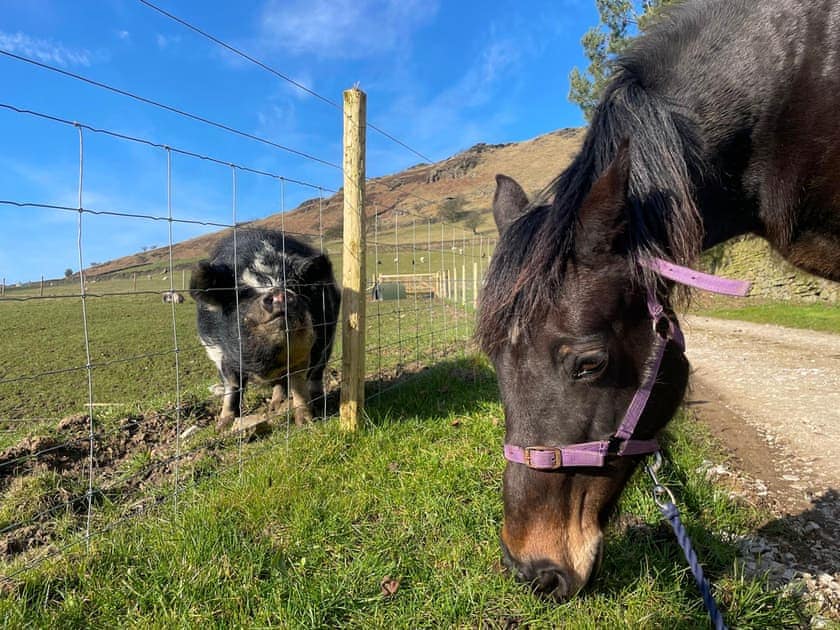 Now a smallholding, we have goats, horses, pigs, hens and sheep who will all be happy to say hello | Willow Cottage at Naze Farm - Naze Farm, Chinley