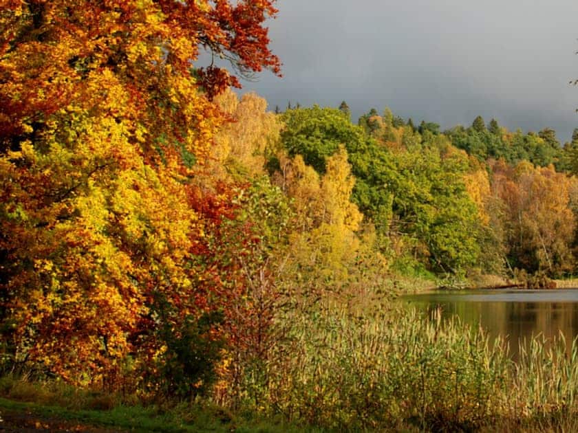 View | Conifer Chalet 5 - Loch Monzievaid, Crieff
