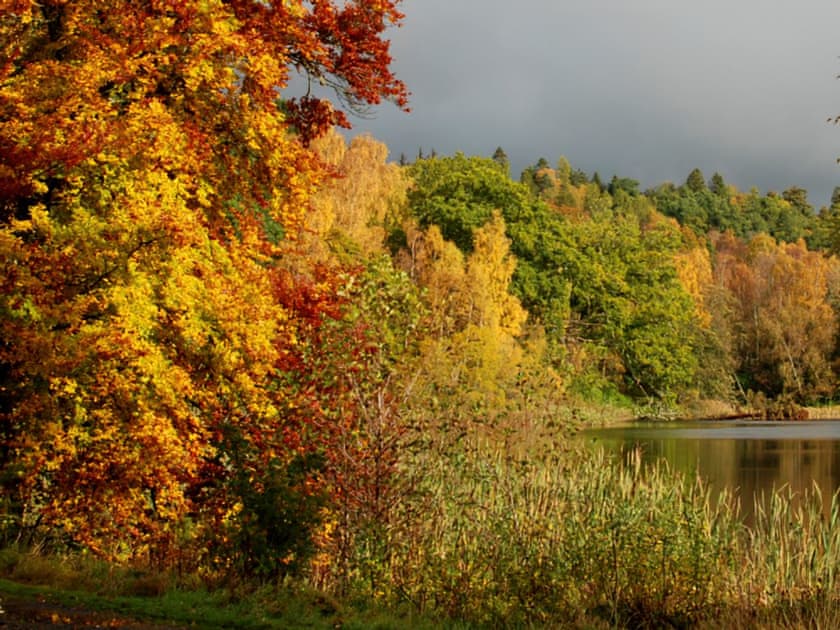 View | Conifer Chalet 9 - Loch Monzievaid, Crieff