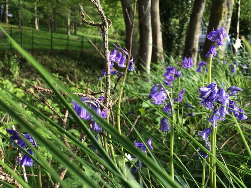 Setting | Cedar Chalet 17 - Loch Monzievaid, Crieff