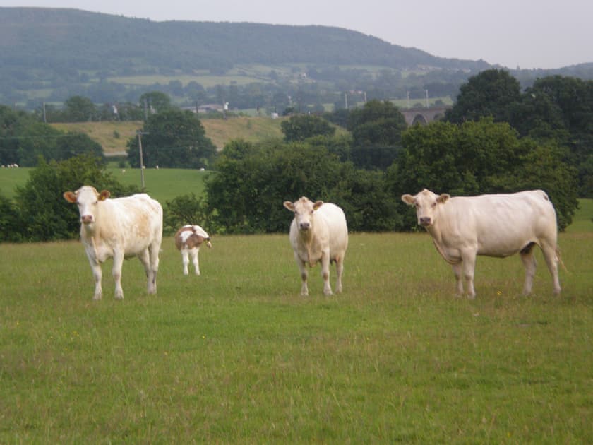 Surrounding area | Farmhouse Cottage - Colley Mill Farm, North Rode