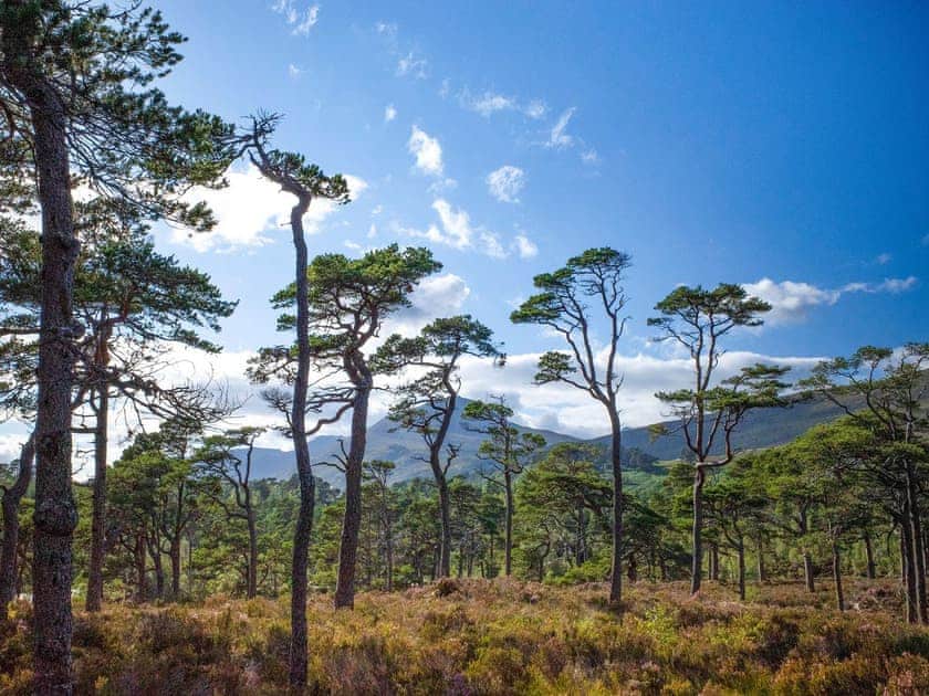Setting | Rowan Chalet - Kerrow House, Cannich