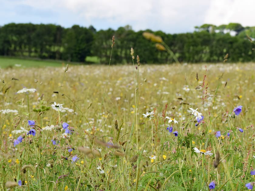 Hartington Wildflower Meadow | Whitehouse Farm Barn, Heathcote, near Hartington