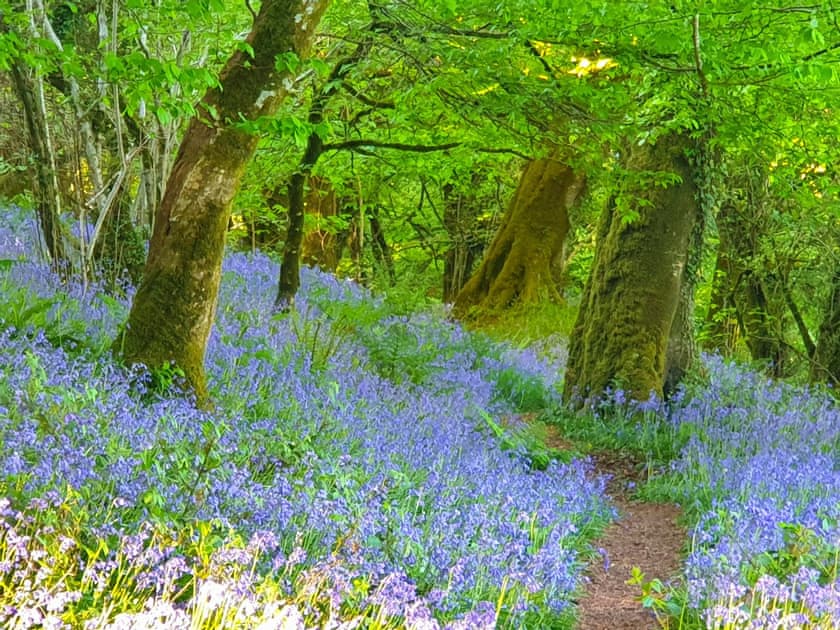 Nearby Bluebell Woods  | Drovers, Advent